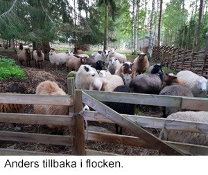 Anders 2 2020.jpg